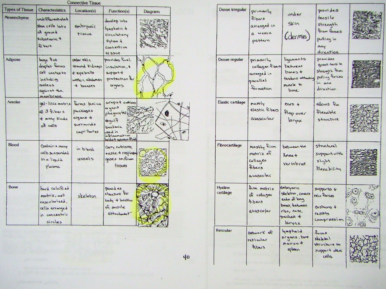 Types Of Tissue Chart